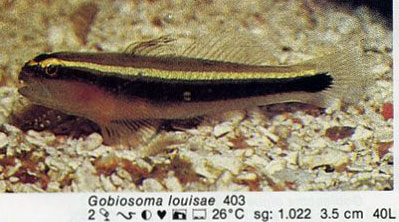 Gobiosoma louisae